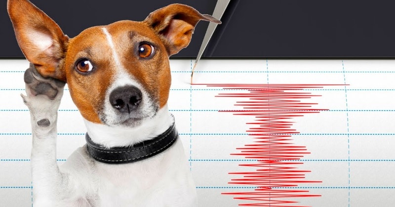 Mohou zvířata předvídat zemětřesení dříve, než k nim dojde?